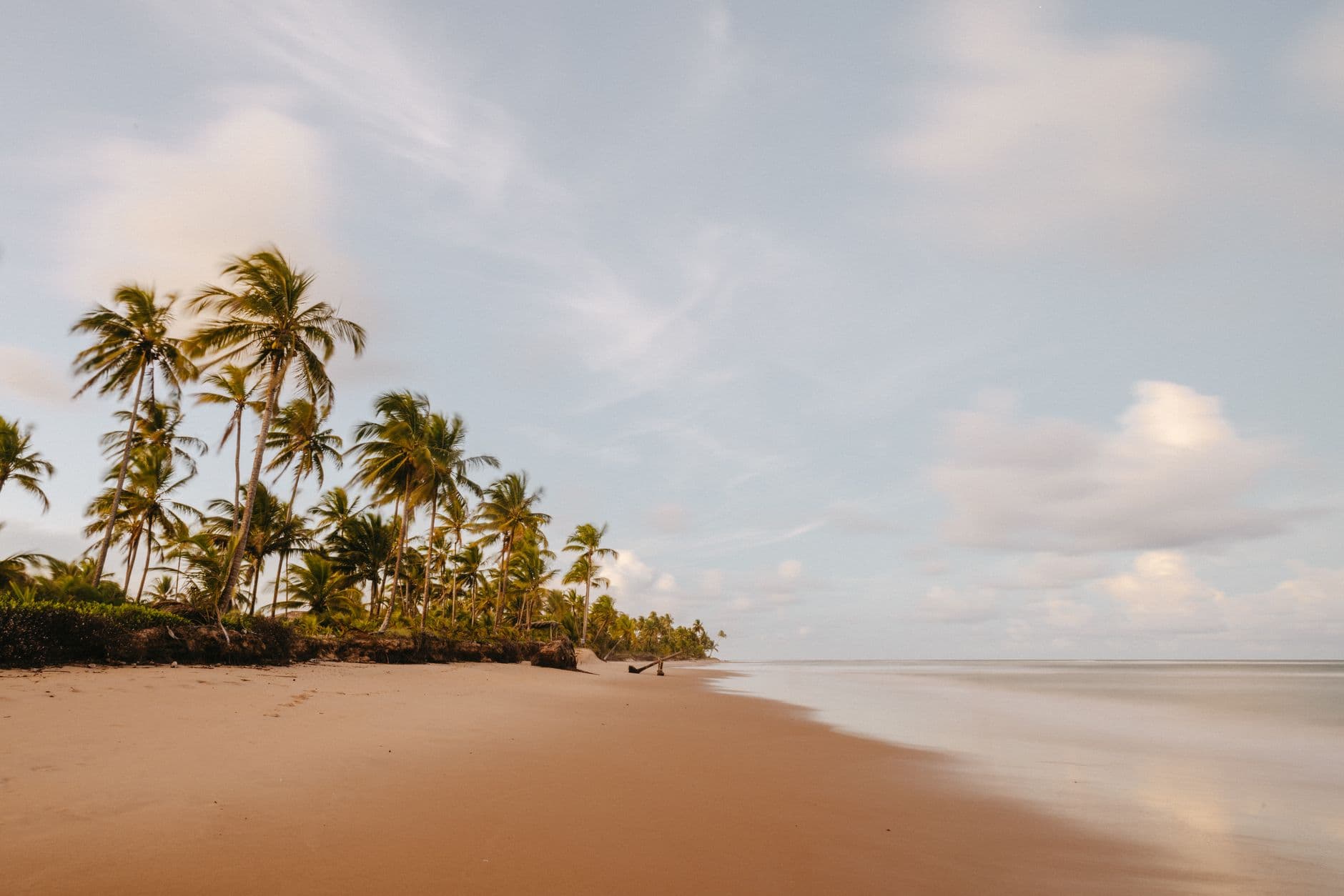Serene tropical beach lined with palm trees under a pastel sky. Ideal for travel themes.