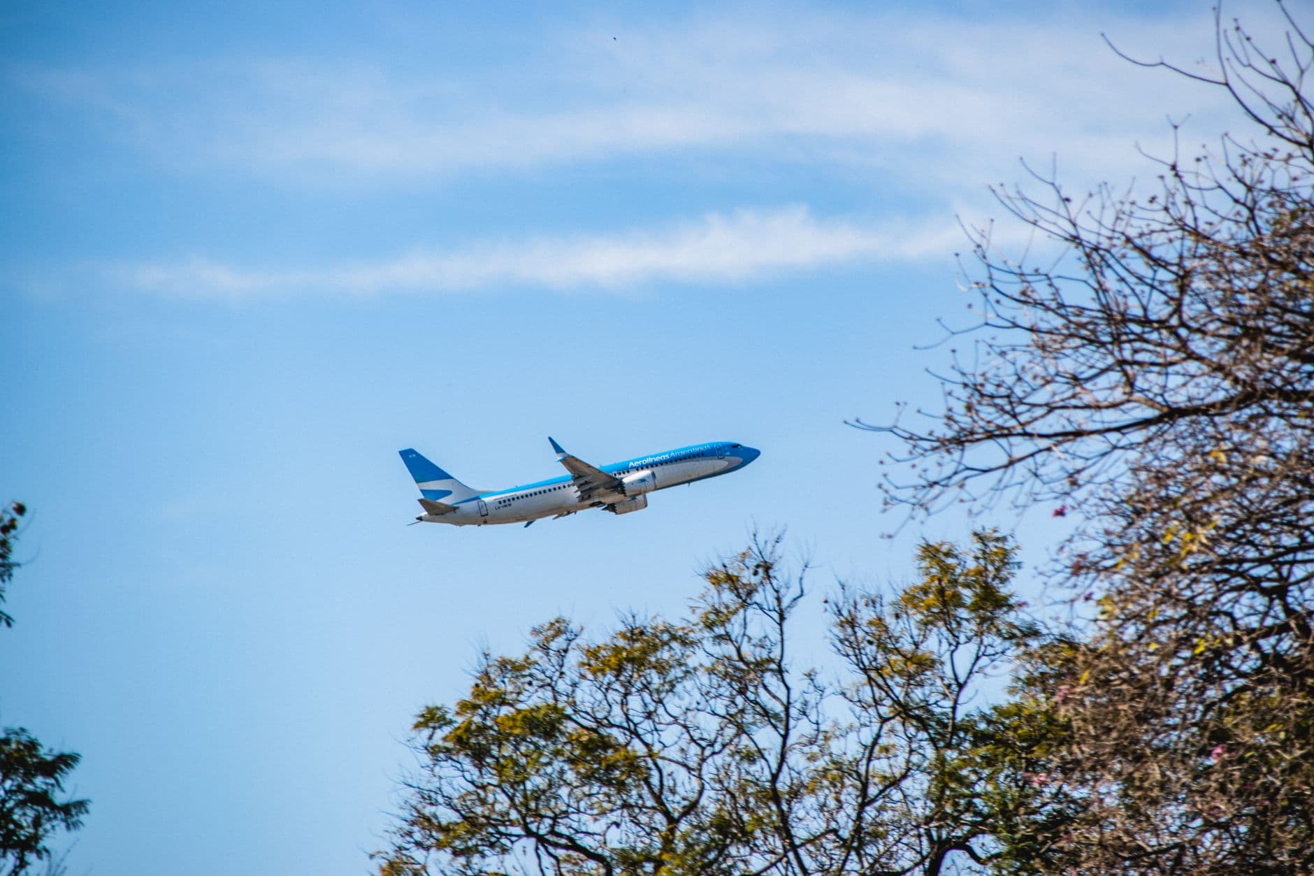 A commercial airplane soaring through a clear blue sky with tree branches in the foreground.