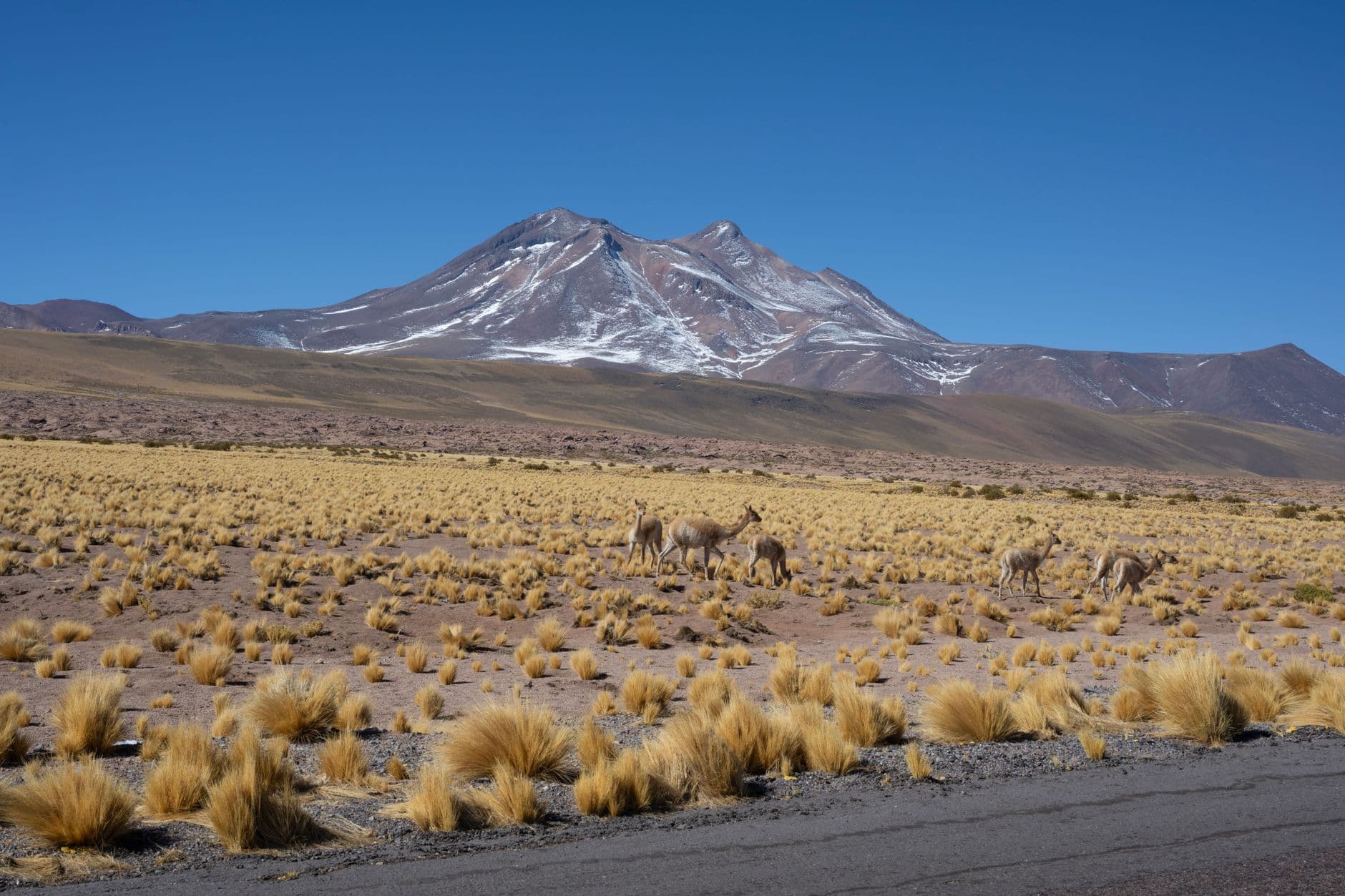 Vicuñas grazing in the dry landscape of the Andes near Antofagasta, Chile.