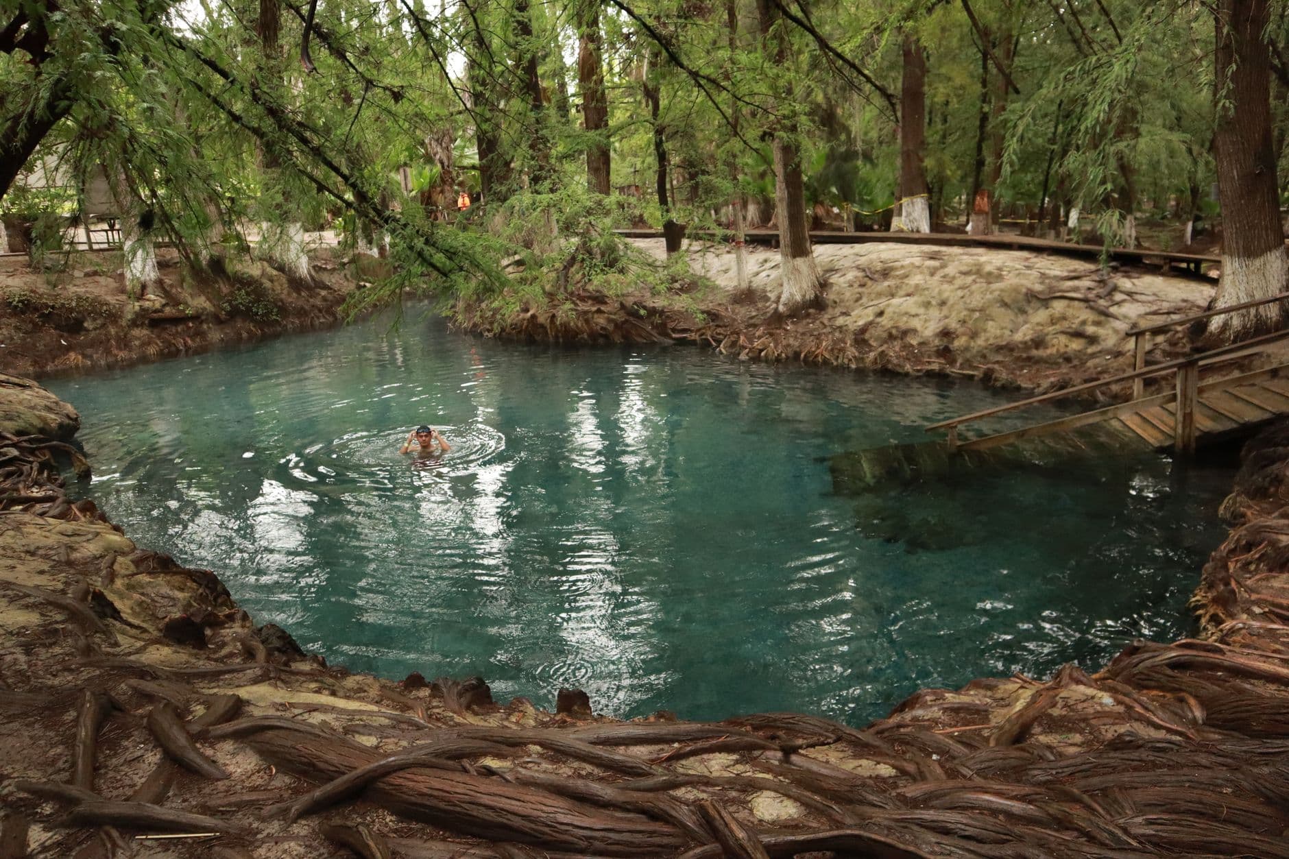 Person swimming in a natural pool surrounded by lush greenery in San Luis Potosí, Mexico.
