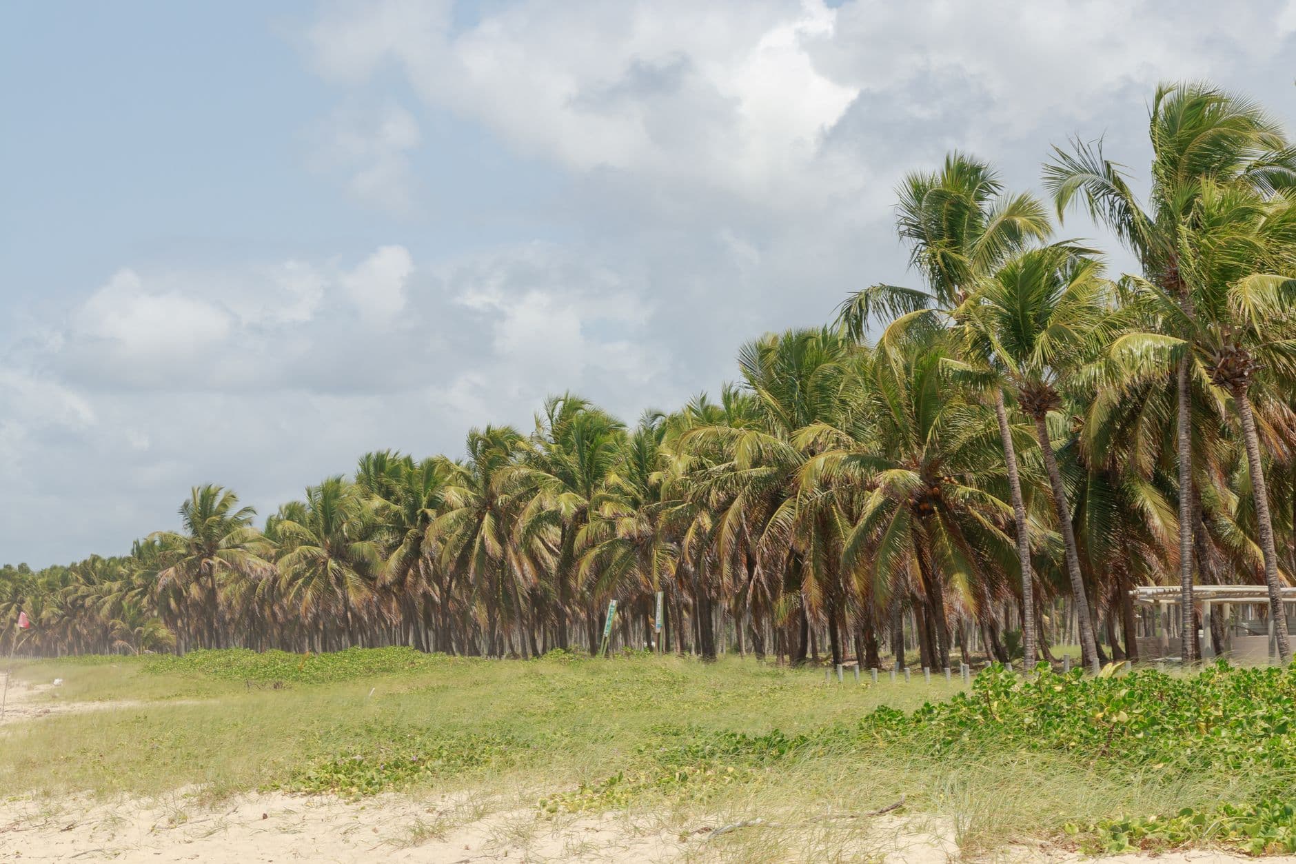 Lush palm grove lining the sandy beach of Recife, Brazil's tropical coastline.